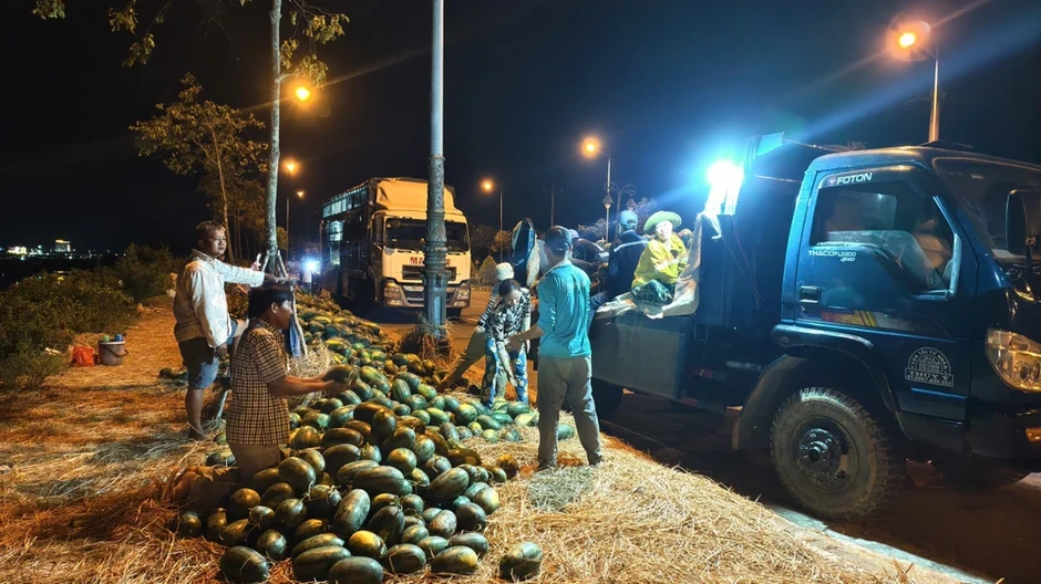 Nửa năm bám bãi bồi, nửa năm ngược Tây Nguyên theo những mùa dưa hấu