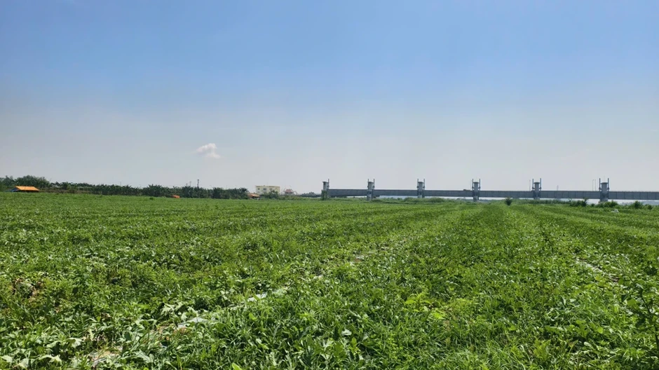 Nửa năm bám bãi bồi, nửa năm ngược Tây Nguyên theo những mùa dưa hấu