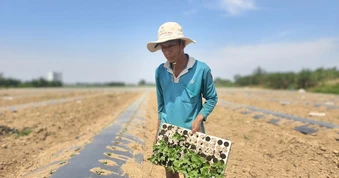 Nửa năm bám bãi bồi, nửa năm ngược Tây Nguyên theo những mùa dưa hấu