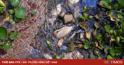 Nước đen, cá chết tái diễn trên sông Vàm Cỏ Đông: Không loại trừ nguồn ô nhiễm xuyên biên giới