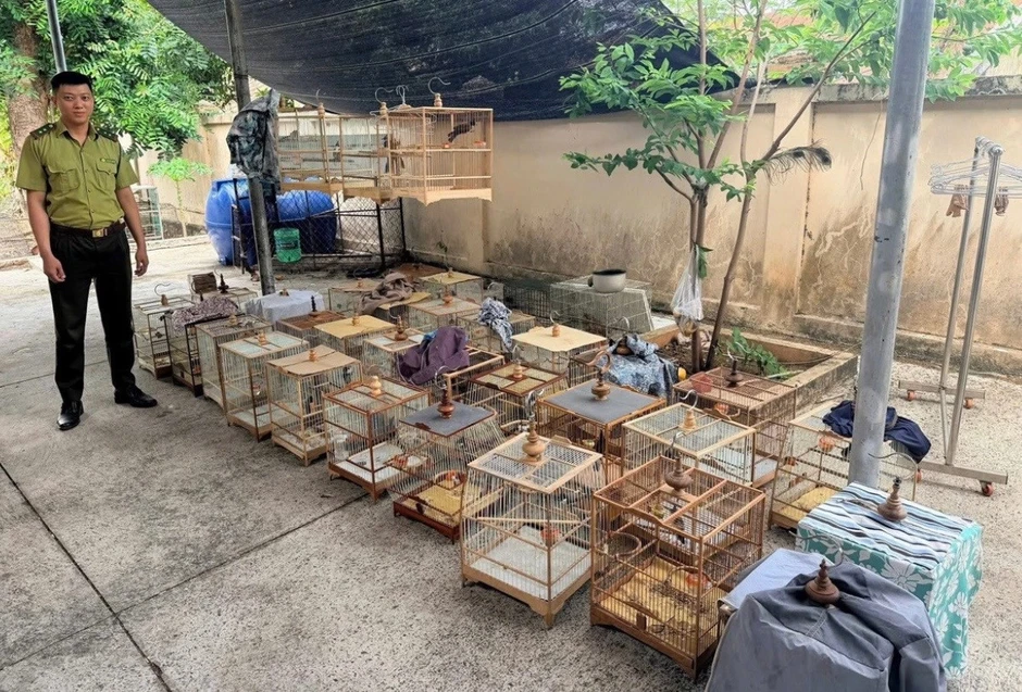 Nuôi chim cảnh không nguồn gốc bị phạt tiền và tịch thu tang vật Nuôi chim cảnh không nguồn gốc bị phạt tiền và tịch thu tang vật