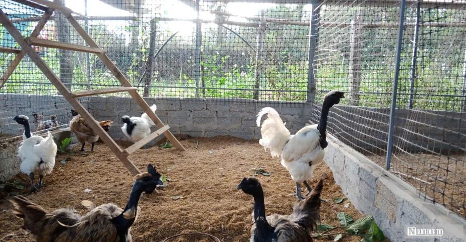 Nuôi loài gà có cái tên “đáng sợ”, anh nông dân thu hàng trăm triệu mỗi năm Nuôi loài gà có cái tên “đáng sợ”, anh nông dân thu hàng trăm triệu mỗi năm