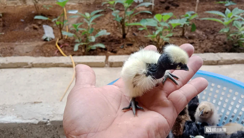 Nuôi loài gà có cái tên “đáng sợ”, anh nông dân thu hàng trăm triệu mỗi năm Nuôi loài gà có cái tên “đáng sợ”, anh nông dân thu hàng trăm triệu mỗi năm