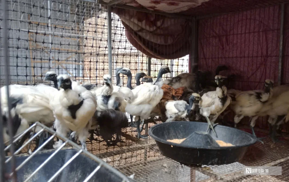 Nuôi loài gà có cái tên “đáng sợ”, anh nông dân thu hàng trăm triệu mỗi năm Nuôi loài gà có cái tên “đáng sợ”, anh nông dân thu hàng trăm triệu mỗi năm