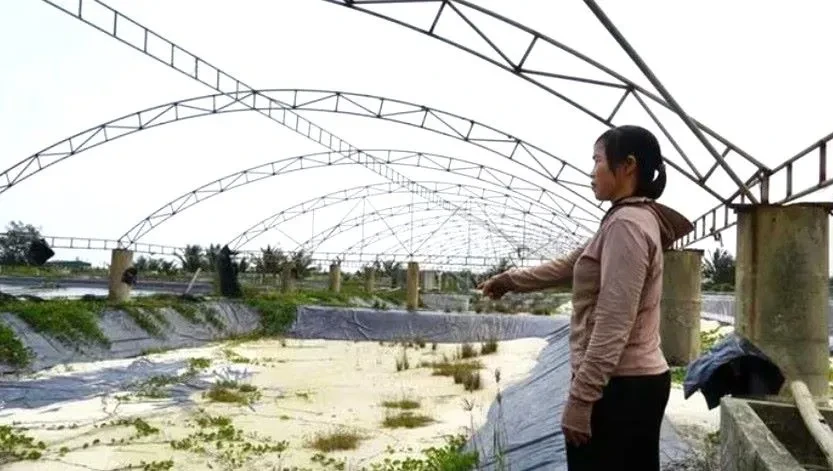 Nuôi tôm thua lỗ kéo dài, người dân loay hoay tìm lối thoát Nuôi tôm thua lỗ kéo dài, người dân loay hoay tìm lối thoát