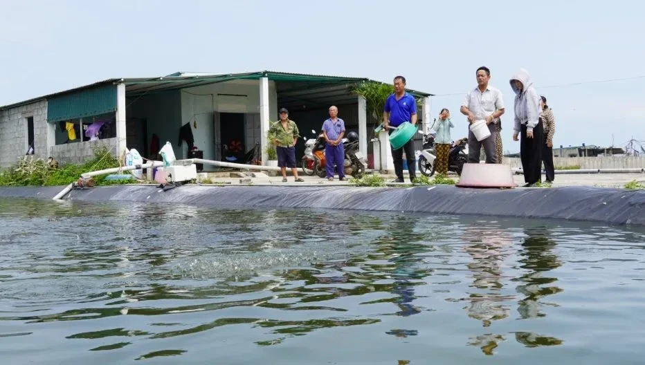 Nuôi tôm thua lỗ kéo dài, người dân loay hoay tìm lối thoát Nuôi tôm thua lỗ kéo dài, người dân loay hoay tìm lối thoát