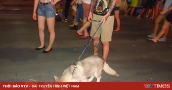 Phạt đến 2 triệu đồng đối với hành vi không đeo rọ mõm cho chó ở nơi công cộng