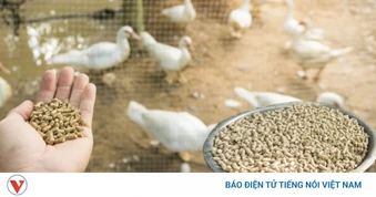 Phạt đến 80 triệu đồng với hành vi sử dụng hóa chất cấm trong thức ăn chăn nuôi