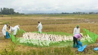 Phát hiện 2 ổ dịch cúm gia cầm A/H5N1, Điện Biên khẩn trương khoanh vùng khống chế
