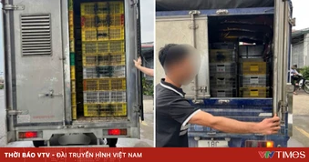 Phát hiện 4 xe tải vận chuyển hàng nghìn con gia cầm giống vi phạm quy định thú y