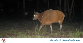 Phát hiện đàn bò rừng quý hiếm tại VQG Yok Đôn: Siết chặt bảo vệ, gỡ bẫy săn thú