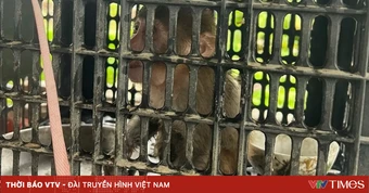 Phát hiện khỉ đuôi lợn quý hiếm khi đi làm đồng