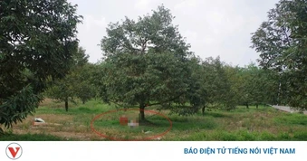Phát hiện người đàn ông ở Đồng Nai tử vong dưới gốc cây, bên cạnh có súng hơi