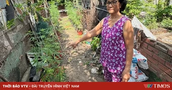 Phát hiện người phụ nữ trồng 72 cây cần sa sau vườn nhà ở TP Hồ Chí Minh