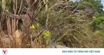 Phát hiện thi thể nam giới trên núi cao ở Lâm Đồng