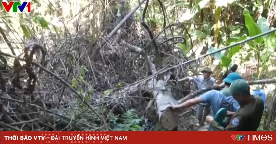Phát hiện vụ chặt phá rừng tự nhiên ở Quảng Trị, nhiều cây gỗ lớn bị cưa hạ