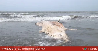 Phát hiện xác cá voi có hình dáng lạ dạt vào bờ biển Gia Lai