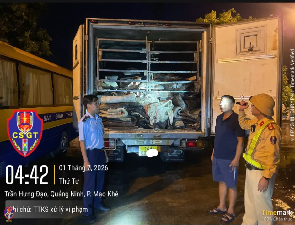 Phát hiện xe tải đông lạnh chở gần 9 tấn da trâu muối không rõ nguồn gốc Phát hiện xe tải đông lạnh chở gần 9 tấn da trâu muối không rõ nguồn gốc