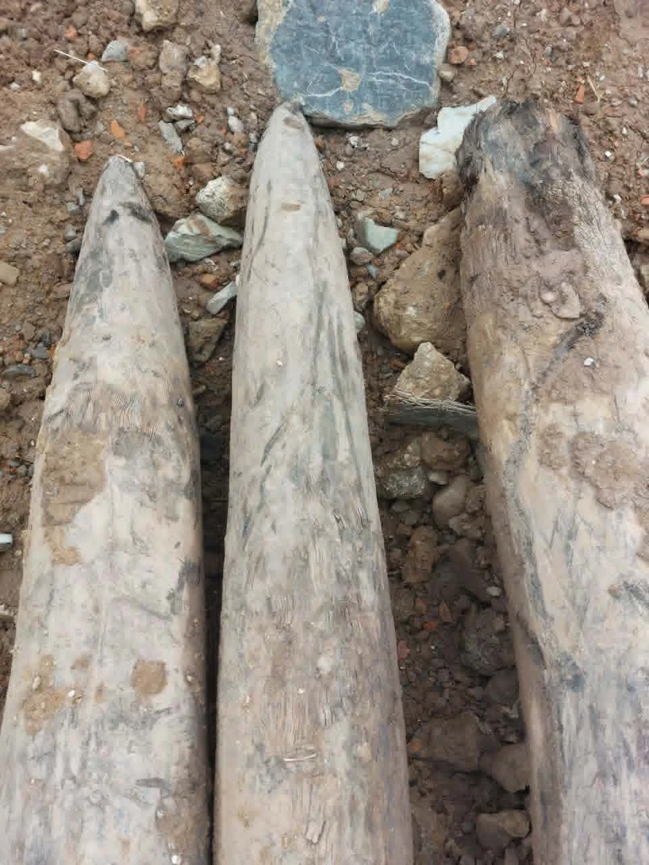 Phát lộ cọc gỗ nghi ‘trận địa’ quân sự trên sông Vân, Ninh Bình Phát lộ cọc gỗ nghi ‘trận địa’ quân sự trên sông Vân, Ninh Bình