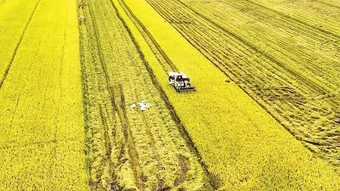Phạt tối đa 50 triệu đồng với cá nhân vi phạm về trồng trọt, bảo vệ và kiểm dịch thực vật