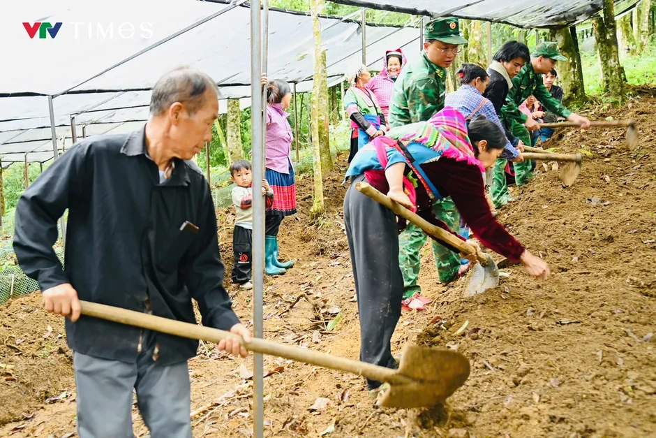 Phát triển Sâm Lai Châu: Giữ rừng, tạo sinh kế, bảo vệ biên giới Phát triển Sâm Lai Châu: Giữ rừng, tạo sinh kế, bảo vệ biên giới