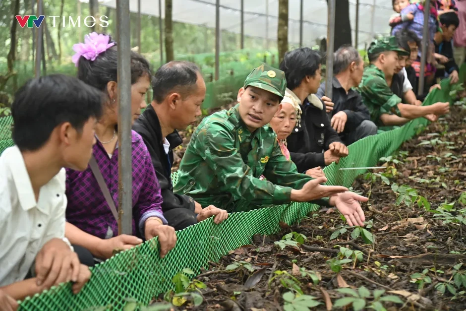 Phát triển Sâm Lai Châu: Giữ rừng, tạo sinh kế, bảo vệ biên giới Phát triển Sâm Lai Châu: Giữ rừng, tạo sinh kế, bảo vệ biên giới