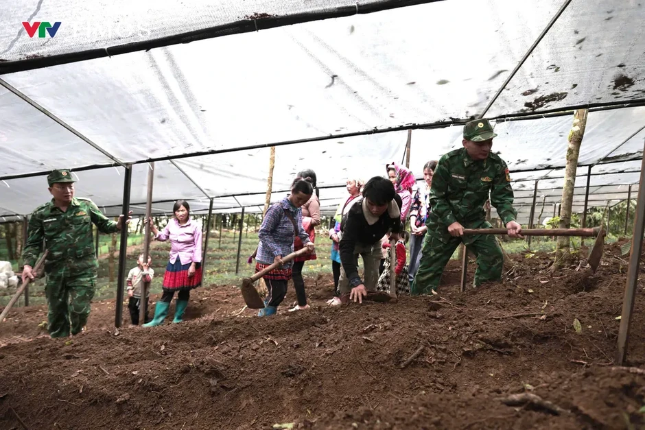 Phát triển Sâm Lai Châu: Giữ rừng, tạo sinh kế, bảo vệ biên giới Phát triển Sâm Lai Châu: Giữ rừng, tạo sinh kế, bảo vệ biên giới