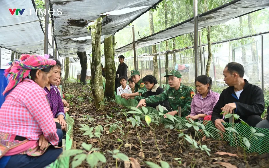 Phát triển Sâm Lai Châu: Giữ rừng, tạo sinh kế, bảo vệ biên giới Phát triển Sâm Lai Châu: Giữ rừng, tạo sinh kế, bảo vệ biên giới