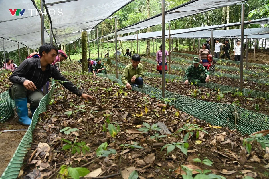 Phát triển Sâm Lai Châu: Giữ rừng, tạo sinh kế, bảo vệ biên giới Phát triển Sâm Lai Châu: Giữ rừng, tạo sinh kế, bảo vệ biên giới