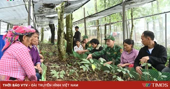 Phát triển Sâm Lai Châu: Giữ rừng, tạo sinh kế, bảo vệ biên giới