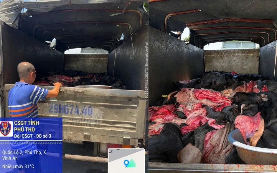 Phú Thọ chặn đứng hơn 4 tấn da trâu, bò bốc mùi hôi thối trên đường về Hà Nội Phú Thọ chặn đứng hơn 4 tấn da trâu, bò bốc mùi hôi thối trên đường về Hà Nội