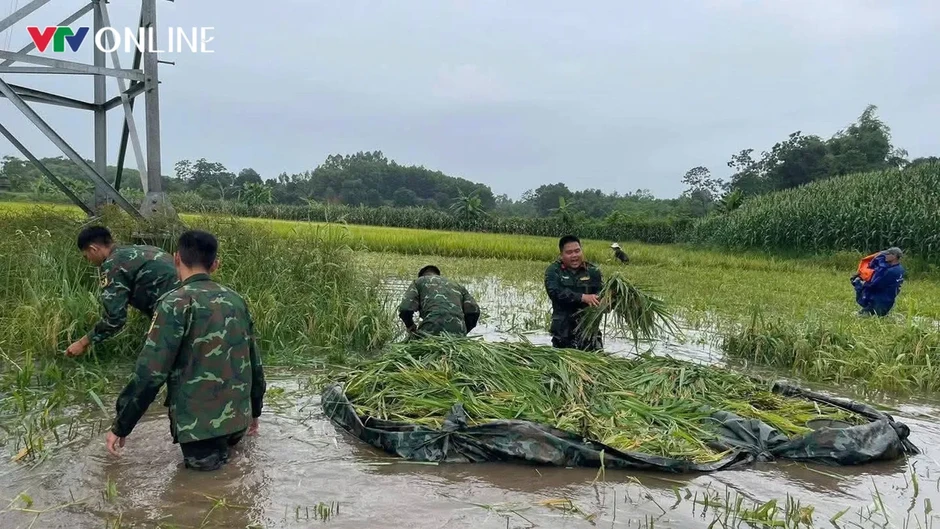 Phú Thọ: Hàng trăm cán bộ, chiến sĩ xuống đồng “chạy lúa” giúp dân trong mưa lũ Phú Thọ: Hàng trăm cán bộ, chiến sĩ xuống đồng “chạy lúa” giúp dân trong mưa lũ