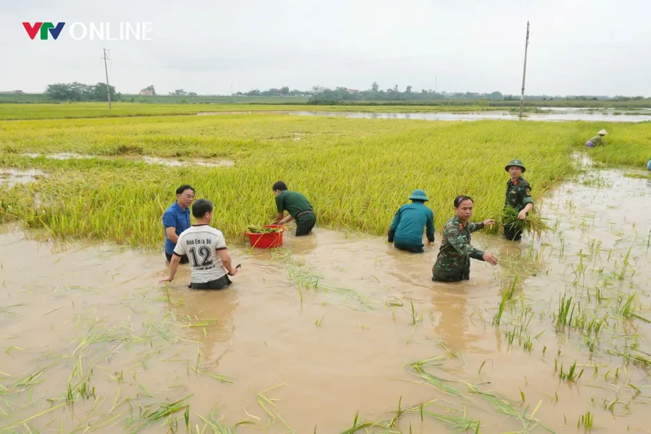 Phú Thọ: Hàng trăm cán bộ, chiến sĩ xuống đồng “chạy lúa” giúp dân trong mưa lũ Phú Thọ: Hàng trăm cán bộ, chiến sĩ xuống đồng “chạy lúa” giúp dân trong mưa lũ