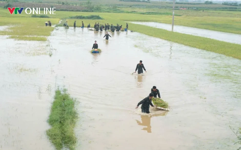 Phú Thọ: Hàng trăm cán bộ, chiến sĩ xuống đồng “chạy lúa” giúp dân trong mưa lũ Phú Thọ: Hàng trăm cán bộ, chiến sĩ xuống đồng “chạy lúa” giúp dân trong mưa lũ