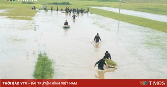 Phú Thọ: Hàng trăm cán bộ, chiến sĩ xuống đồng “chạy lúa” giúp dân trong mưa lũ