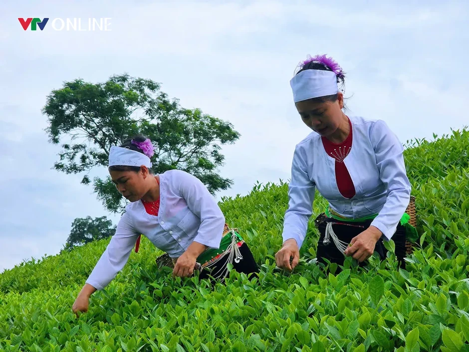Phú Thọ: Khẳng định giá trị thương hiệu cây chè Đất tổ Phú Thọ: Khẳng định giá trị thương hiệu cây chè Đất tổ