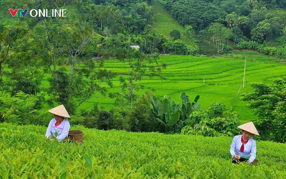 Phú Thọ: Khẳng định giá trị thương hiệu cây chè Đất tổ Phú Thọ: Khẳng định giá trị thương hiệu cây chè Đất tổ
