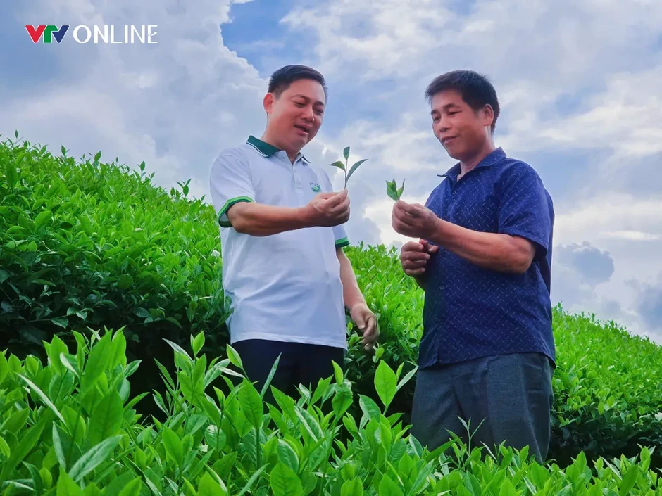 Phú Thọ: Khẳng định giá trị thương hiệu cây chè Đất tổ Phú Thọ: Khẳng định giá trị thương hiệu cây chè Đất tổ