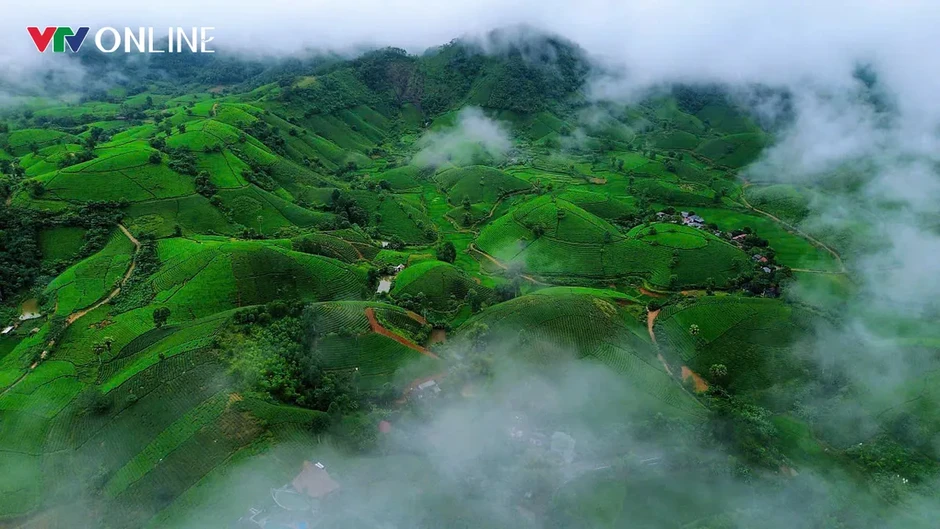 Phú Thọ: Khẳng định giá trị thương hiệu cây chè Đất tổ Phú Thọ: Khẳng định giá trị thương hiệu cây chè Đất tổ