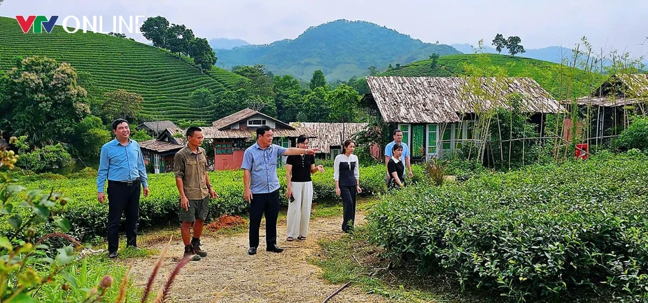 Phú Thọ: Khẳng định giá trị thương hiệu cây chè Đất tổ Phú Thọ: Khẳng định giá trị thương hiệu cây chè Đất tổ