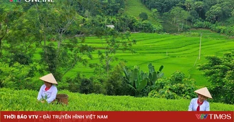 Phú Thọ: Khẳng định giá trị thương hiệu cây chè Đất tổ