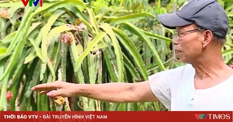 Phú Thọ: Vườn thanh long héo rũ, người dân lo ngại khí thải từ nhà máy phun sơn