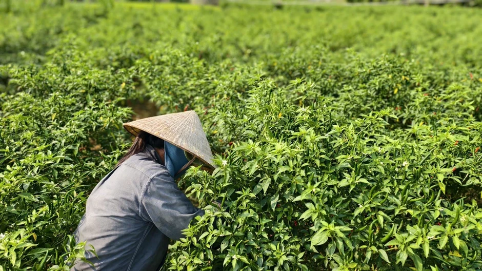 Quảng Ngãi: Ớt chín đỏ đồng, rớt giá thê thảm hơn chục lần Quảng Ngãi: Ớt chín đỏ đồng, rớt giá thê thảm hơn chục lần