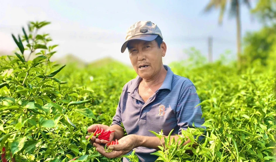 Quảng Ngãi: Ớt chín đỏ đồng, rớt giá thê thảm hơn chục lần Quảng Ngãi: Ớt chín đỏ đồng, rớt giá thê thảm hơn chục lần