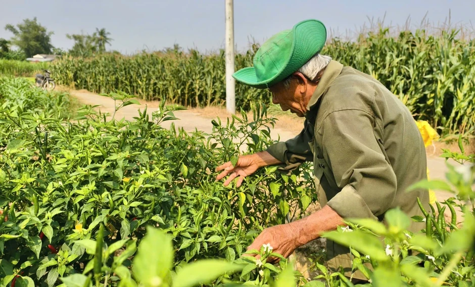 Quảng Ngãi: Ớt chín đỏ đồng, rớt giá thê thảm hơn chục lần Quảng Ngãi: Ớt chín đỏ đồng, rớt giá thê thảm hơn chục lần