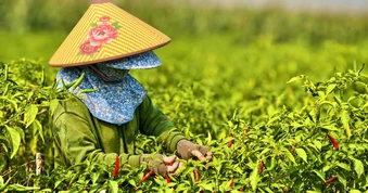 Quảng Ngãi: Ớt chín đỏ đồng, rớt giá thê thảm hơn chục lần