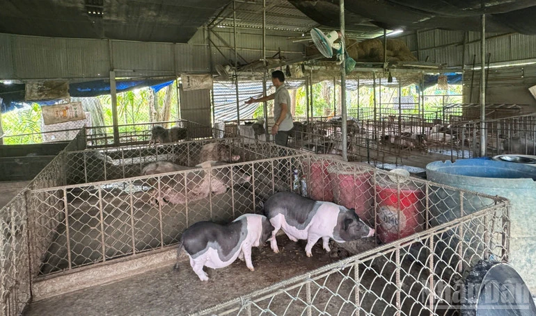 Quảng Ngãi yêu cầu triển khai đồng bộ, quyết liệt, hiệu quả các biện pháp phòng, chống dịch tả lợn châu Phi Quảng Ngãi yêu cầu triển khai đồng bộ, quyết liệt, hiệu quả các biện pháp phòng, chống dịch tả lợn châu Phi