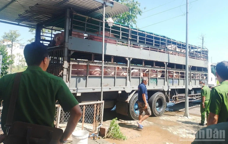 Quảng Ngãi yêu cầu triển khai đồng bộ, quyết liệt, hiệu quả các biện pháp phòng, chống dịch tả lợn châu Phi Quảng Ngãi yêu cầu triển khai đồng bộ, quyết liệt, hiệu quả các biện pháp phòng, chống dịch tả lợn châu Phi