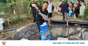 Quảng Ninh hỗ trợ người dân “giải cứu” hàng tấn cá tầm thiệt hại do mưa lũ