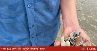 Quảng Ninh phát hiện ký sinh trùng nguy hiểm gây chết 95% diện tích nuôi ngao